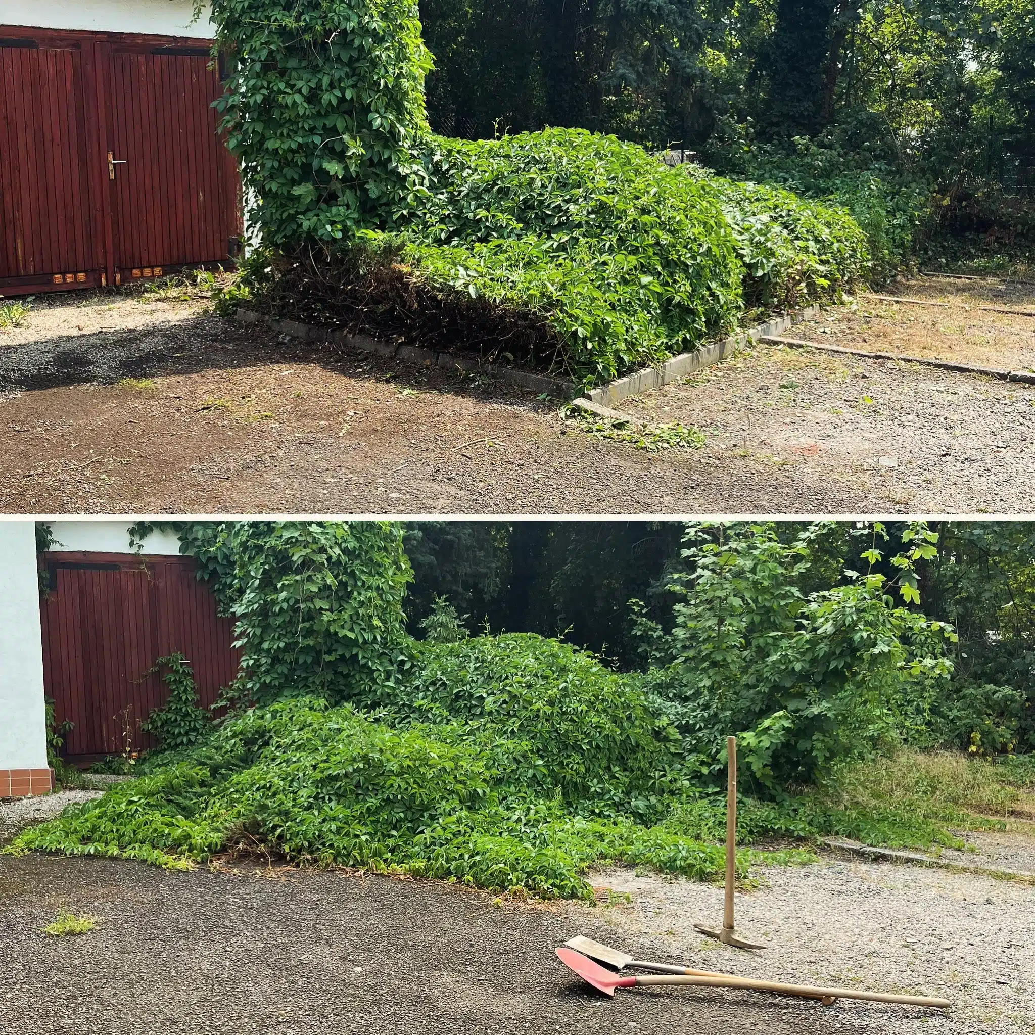 Heckenschnitt mera Dienstleistungen Pößneck Vorher-Nachher-Vergleich einer Wildwuchsentfernung einer Hofeinfahrt durch mera Dienstleistungen aus Pößneck